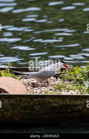 Sterna hirundo, isst einen Fisch auf schwimmender Plattform hellgraue Hinterflügel und Oberteile weiße Unterteile schwarze Kappe auf dem Kopf orange rote Banne Stockfoto