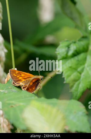 Großer Skipper Ochlodes venatus, Oberflügel orange und dunkelbraun mit blassen Markierungen unter den Flügeln Büffelorange mit helleren Flecken Antennenspitzen schwarz Stockfoto