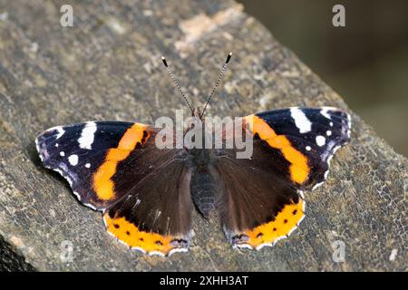 Roter Admiral Vanessa atalanta, schwarze Oberflügel mit roten Bändern und weißen Markierungen unter den Flügeln marmorierte rauchgraue offene Flügel auf einem Brettspaziergang bei Sonnenbaden Stockfoto