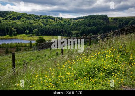 Weiden am Calf Hey Reservoir Stockfoto