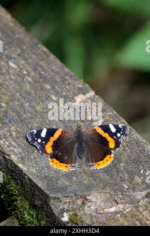 Roter Admiral Vanessa atalanta, schwarze Oberflügel mit roten Bändern und weißen Markierungen unter den Flügeln marmorierte rauchgraue offene Flügel auf einem Brettspaziergang bei Sonnenbaden Stockfoto