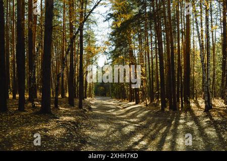 Schatten von den Bäumen und Sonnenlicht fallen auf den Weg im Herbstwald Stockfoto