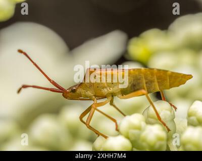 Nahaufnahme von Baby European Striped Shield Bug auf weißer Blume Stockfoto