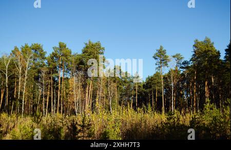 Der Waldrand wird vom Abendlicht der Sonne beleuchtet Stockfoto