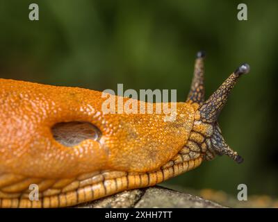 Spanische Schneckenschnecke krabbelt auf hölzernem Untergrund Stockfoto