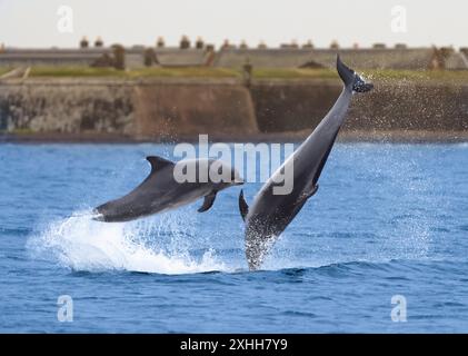 Zwei große Delfine (Tursiops truncatus) spielen in Chanonry Point, Schottland Stockfoto