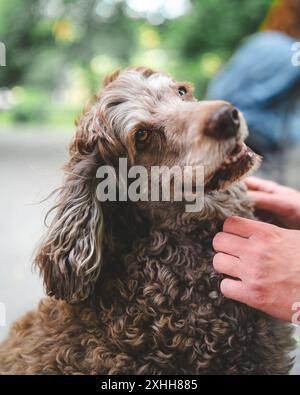Welpen spielen und posieren im Hundepark Stockfoto