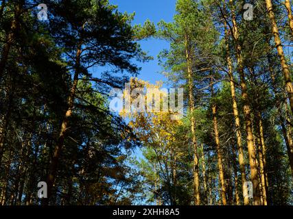 Gelbe Birkenblätter mitten in grünen Kiefern Stockfoto