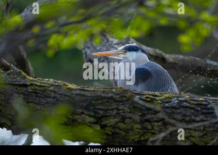 Seitenansicht des Oberkörpers eines grauen Fischreihers (Ardea cinerea) hinter einem großen Baumstamm und einem Spinnennetz Stockfoto
