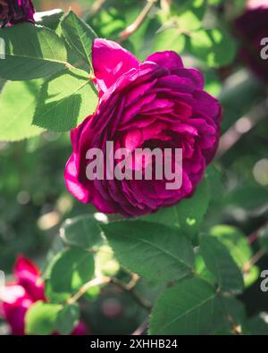 Ein detaillierter Blick auf eine leuchtende violette Rose umgeben von üppig grünen Blättern, die die Schönheit dieser hybriden Teerosen-Pflanze zeigt Stockfoto