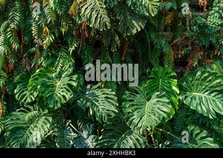 Vertikaler Garten mit dichten grünen Pflanzen mit verschiedenen Arten von grünem Laub üppig bedeckt eine Gebäudefassade. Monstera-Blätter und Farne Stockfoto