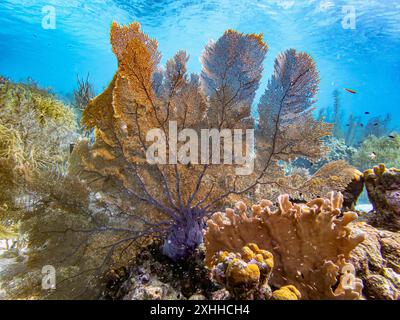 Karibisches Korallenriff vor der Küste der Insel Bonaire Stockfoto