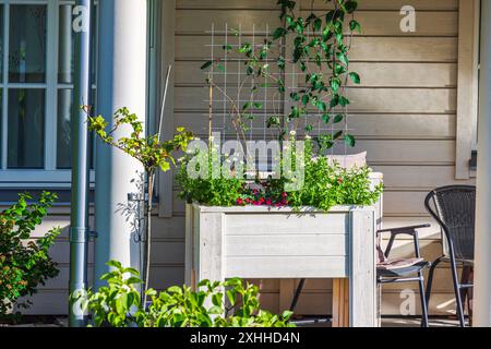 Hölzerner Pflanzkasten mit verschiedenen grünen Pflanzen und Blumen auf der Terrasse neben dem Haus, mit Stuhl und Fenster im Hintergrund. Schweden. Stockfoto