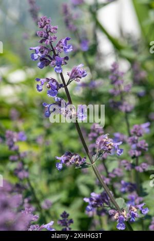 Nahaufnahme von Blüten der kleinen Katzenminze (nepeta nepetella) in Blüte Stockfoto