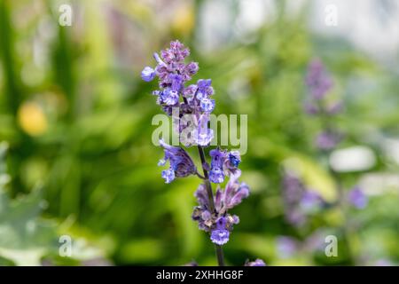 Nahaufnahme von Blüten der kleinen Katzenminze (nepeta nepetella) in Blüte Stockfoto