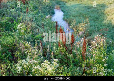 Schmaler Bewässerungsgraben (alter Eaton Ditch) im Norden von Colorado, Spätsommerlandschaft mit üppiger Vegetation, Unkraut und Wildblumen Stockfoto