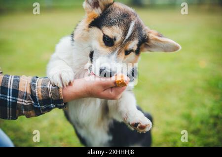 Welsh Corgi Pembroke Welpen Stockfoto