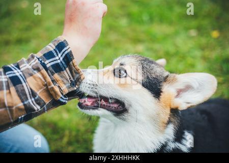 Welsh Corgi Pembroke Welpen Stockfoto