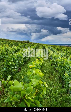 Allgemeiner Blick auf die Weinberge im Burgund, in der Nähe des Dorfes Pommard, Burgund, Frankreich. Europa. Stockfoto