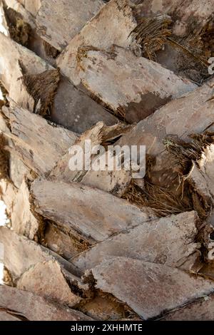 Struktur des Palmenstamms, die entsteht, wenn der Baum wächst und die Blätter verliert. Ye, Lanzarote, Kanarische Inseln, Spanien. Stockfoto