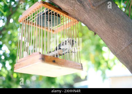 Die Javan munia oder Lonchura leucogastroides im kleinen Käfig. Einheimische Arten von Östroldid finch Vogel im südlichen Sumatra, Java, Bali und Lombok Island Stockfoto