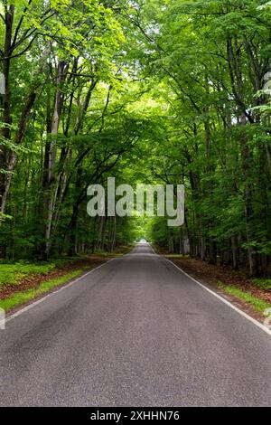 Im Sommer blickt man direkt auf den grünen Baumtunnel M-119 im Norden Michigans Stockfoto