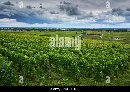 Allgemeiner Blick auf die Weinberge im Burgund, in der Nähe des Dorfes Pommard, Burgund, Frankreich. Europa. Stockfoto