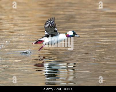 Eine Büffelkopfente, die vor dem Flug über das Wasser läuft und springt. Stockfoto