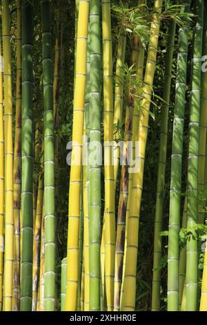 Bambus - aus nächster Nähe sehen Sie dicke hohe Bambuspflanzen (China) Stockfoto