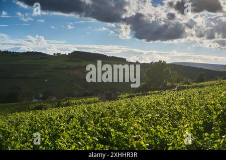 Allgemeiner Blick auf die Weinberge im Burgund, in der Nähe des Dorfes Pommard, Burgund, Frankreich. Europa. Stockfoto