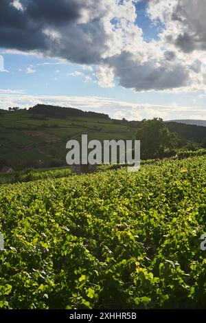 Allgemeiner Blick auf die Weinberge im Burgund, in der Nähe des Dorfes Pommard, Burgund, Frankreich. Europa. Stockfoto