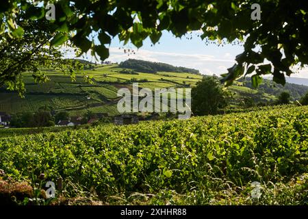 Allgemeiner Blick auf die Weinberge im Burgund, in der Nähe des Dorfes Pommard, Burgund, Frankreich. Europa. Stockfoto