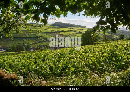 Allgemeiner Blick auf die Weinberge im Burgund, in der Nähe des Dorfes Pommard, Burgund, Frankreich. Europa. Stockfoto