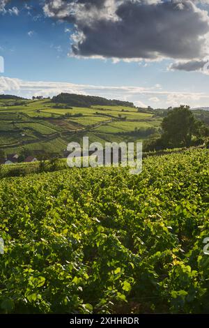 Allgemeiner Blick auf die Weinberge im Burgund, in der Nähe des Dorfes Pommard, Burgund, Frankreich. Europa. Stockfoto