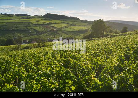 Allgemeiner Blick auf die Weinberge im Burgund, in der Nähe des Dorfes Pommard, Burgund, Frankreich. Europa. Stockfoto