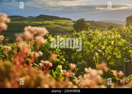 Allgemeiner Blick auf die Weinberge im Burgund, in der Nähe des Dorfes Pommard, Burgund, Frankreich. Europa. Stockfoto