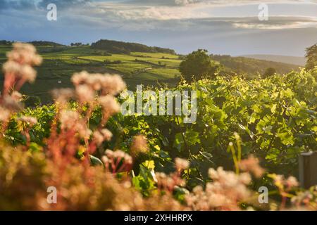 Allgemeiner Blick auf die Weinberge im Burgund, in der Nähe des Dorfes Pommard, Burgund, Frankreich. Europa. Stockfoto