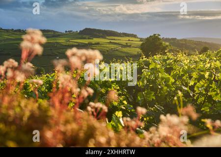 Allgemeiner Blick auf die Weinberge im Burgund, in der Nähe des Dorfes Pommard, Burgund, Frankreich. Europa. Stockfoto