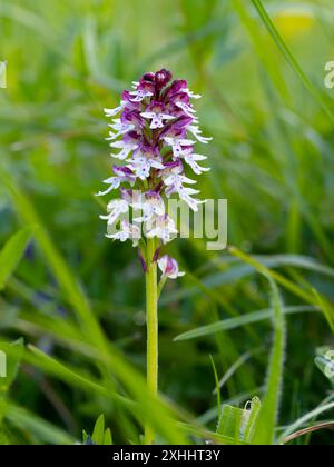 Neotinea ustulata, Orchis ustulata, die verbrannte Orchidee oder die verbrannte Spitze Orchidee. Stockfoto