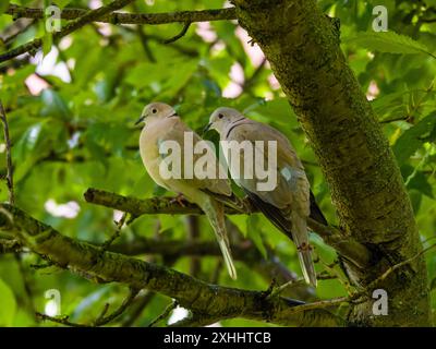 Ein Paar eurasischer Tauben mit Kragen, auch bekannt als Taube mit Kragen oder Türkische Taube, Streptopelia Decocto. Stockfoto