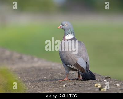 Eine gewöhnliche Holztaube, Columba palumbus, auch bekannt als Holztaube. Stockfoto