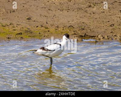 Ein Pied avocet, Recurvirostra avosetta, auch bekannt als Just avocet. Stockfoto