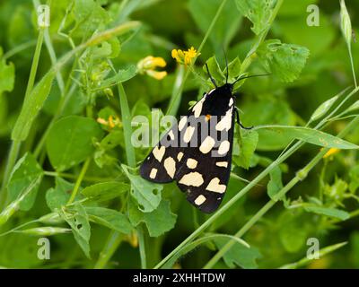 Arctia villica, eine Creme-Fleck-Tigermotte, die auf Blättern ruht. Stockfoto