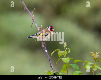 Europäischer Goldfink oder einfach der Goldfink carduelis carduelis, der auf Zweig thront. Stockfoto