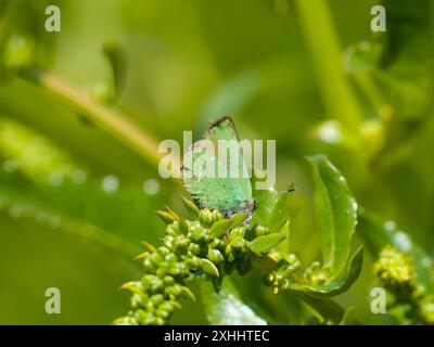 Die Unterseite eines grünen Schmetterlings, Callophrys rubi, ruht auf einem Blatt. Stockfoto