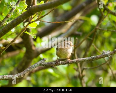 Ein eurasischer Zorn, Troglodytes troglodytes, auch bekannt als der nördliche Zorn, singt in einem Busch. Stockfoto