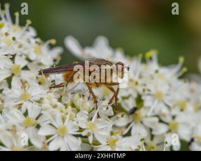 Scathophaga stercoraria, auch bekannt als gelbe Dungfliege oder goldene Dungfliege. Stockfoto