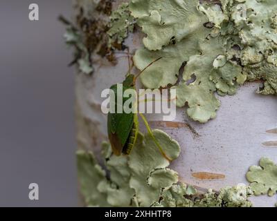 Ein grüner Schildkäfer, Palomena prasina, auf einer Flechtenbedeckten Silberbirke. Stockfoto