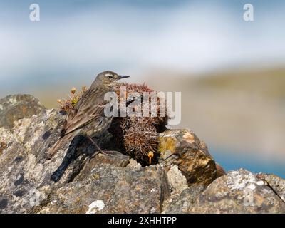 Eine europäische Felsenpipit, Anthus petrosus, oder einfach nur Felsenpipit, die auf einer Mauer thront. Stockfoto