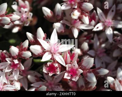 Sedum-Album, die weiße Steinblume. Stockfoto